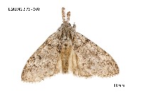 藏品(阿里山麗毒蛾)的圖片